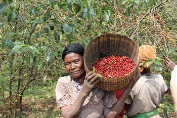 Kaffeepflückerin in Sidamo Äthiopien